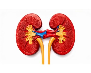 How Does Ureteroscopy (URS) Help Remove Kidney Ston ...